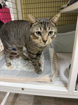 Lawson -  Domestic Short Hair Cat for Adoption in Herndon, Virginia - Lawson | PetCurious