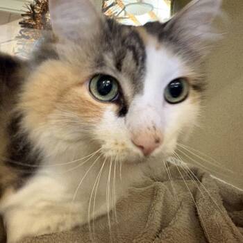 Trixie -  Domestic Long Hair and Mixed Breed Cat for Adoption in Gloucester, Virginia - Trixie | PetCurious