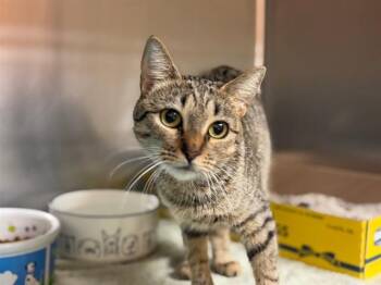 Domestic Short Hair Cats Available for Adoption - TIRAMISU | PetCurious