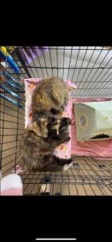 Rescue Domestic Medium Hair Cats for Adoption in Waveland, Indiana - Sweet Pea And Flower | PetCurious