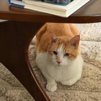Rubio -  Domestic Short Hair and Mixed Breed Cat for Adoption in Philadelphia, Pennsylvania - Rubio | PetCurious