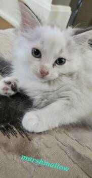 Marshmallow -  Domestic Long Hair Cat for Adoption in Overland Park, Kansas - Marshmallow | PetCurious