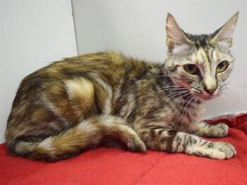 BARBIE -  Domestic Short Hair Cat for Adoption in Sacramento, California - BARBIE | PetCurious