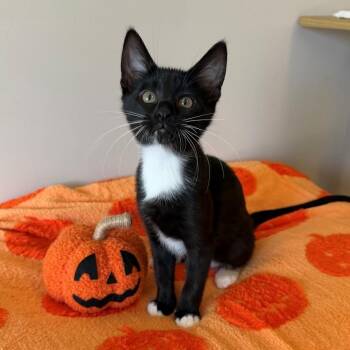 Leelah -  Domestic Short Hair Cat for Adoption in Rochester, Minnesota - Leelah | PetCurious