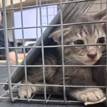 Domestic Short Hair Cats Available for Adoption in Lufkin, Texas - Harley | PetCurious