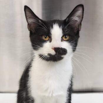 Gino -  Domestic Short Hair Cat for Adoption in Sarasota, Florida - Gino | PetCurious