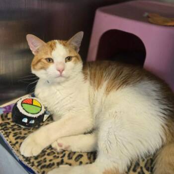 Domestic Short Hair Cats Available for Adoption in Oak Brook, Illinois - Meow-Rice | PetCurious