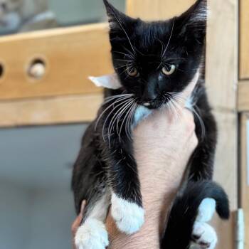 Bert- City Of Industry Location -  Domestic Medium Hair Cat for Adoption in Chino Hills, California - Bert- City Of Industry Location | PetCurious