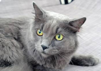 Coco -  Domestic Medium Hair Cat for Adoption in Sanford, Florida - Coco | PetCurious