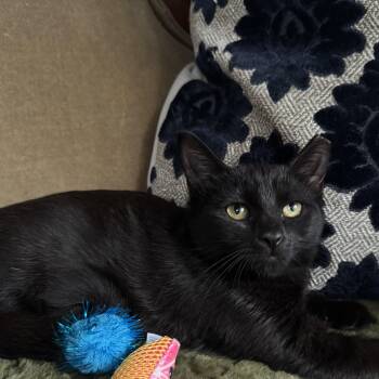 Priscilla Courtesy Posting -  Domestic Short Hair Cat for Adoption in Clifton, New Jersey - Priscilla Courtesy Posting | PetCurious