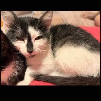 Tristan -  Domestic Short Hair Cat for Adoption in Prescott, Arizona - Tristan | PetCurious