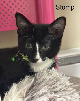 Rescue Domestic Short Hair Cats for Adoption in Crossville, Tennessee - Stomp | PetCurious