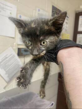 Pepper -  Domestic Short Hair Cat for Adoption in Nashville, Tennessee - Pepper | PetCurious