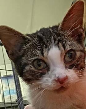 Domestic Short Hair Cats Available for Adoption - Gabriel | PetCurious