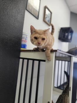 American Shorthair Cats Available for Adoption - Hank | PetCurious