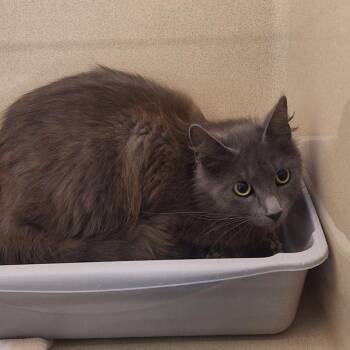 Domestic Long Hair Cats Available for Adoption - Protein Bar | PetCurious