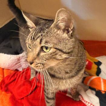 Diego -  Domestic Short Hair Cat for Adoption in South Elgin, Illinois - Diego | PetCurious