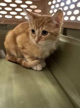 Rescue Domestic Short Hair Cats for Adoption in Brentwood, Missouri - CHAI | PetCurious