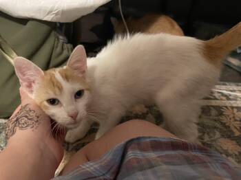 Coral -  Domestic Short Hair Cat for Adoption in Jacksonville, Florida - Coral | PetCurious