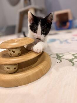 Tux -  Domestic Short Hair Cat for Adoption in Thornwood, New York - Tux | PetCurious
