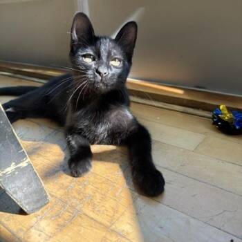 Jessie -  Domestic Short Hair Cat for Adoption in Burnaby, British Columbia - Jessie | PetCurious