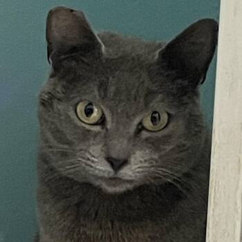 Russian Blue Cats Available for Adoption in Hoquiam, Washington - Daisy - Pretty Russian Blue Mix - New To Us | PetCurious