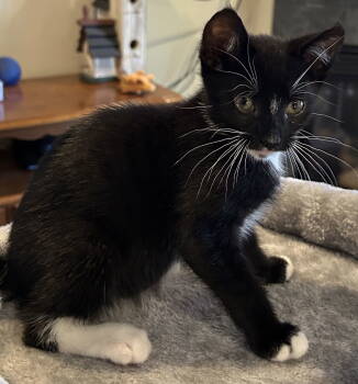 Rescue Domestic Short Hair Cats for Adoption in Burlington, Washington - Dyson | PetCurious
