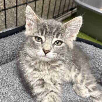 Fi -  Domestic Short Hair Cat for Adoption in Detroit Lakes, Minnesota - Fi | PetCurious