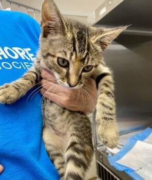 Solar -  Domestic Short Hair Cat for Adoption in Covington, Louisiana - Solar | PetCurious