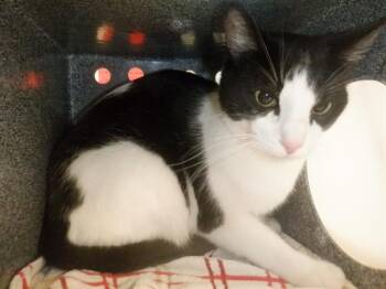 LUCKY -  Domestic Short Hair Cat for Adoption in San Jose, California - LUCKY | PetCurious