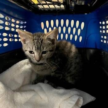 Pip - Chow Hound Northland -  Domestic Short Hair Cat for Adoption in Grand Rapids, Michigan - Pip - Chow Hound Northland | PetCurious
