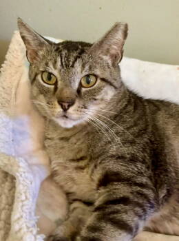 Rescue Domestic Short Hair Cats for Adoption in Oviedo, Florida - Woody | PetCurious