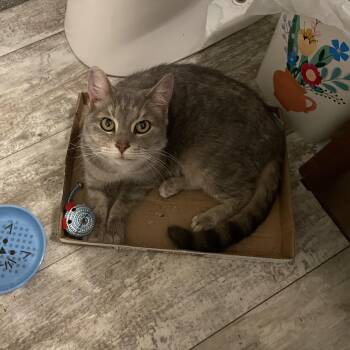 Rescue Domestic Short Hair Cats for Adoption in Rockford, Michigan - Cinder | PetCurious