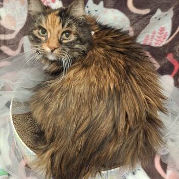 Maine Coon and Domestic Long Hair Cats Available for Adoption - ::::Leona::: | PetCurious