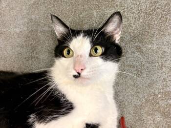 Maple -  Tuxedo Cat for Adoption in Oberlin, Ohio - Maple | PetCurious