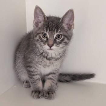 Domestic Short Hair Cats Available for Adoption in West Olive, Michigan - Jimmy | PetCurious