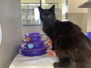 Domestic Long Hair Cats Available for Adoption in Auburn, California - KISEMBO | PetCurious