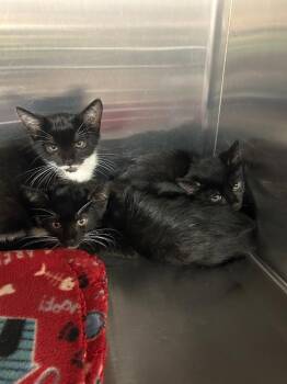 Beluga -  Domestic Short Hair Cat for Adoption in Gautier, Mississippi - Beluga | PetCurious