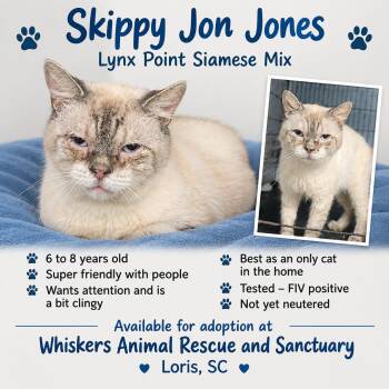 Skippy Jon Jones -  Siamese Cat for Adoption in Myrtle Beach, South Carolina - Skippy Jon Jones | PetCurious