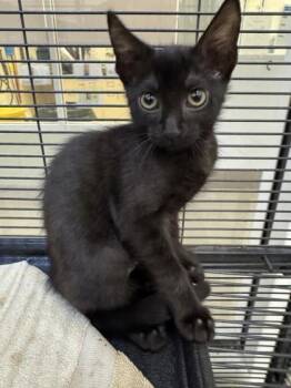 Shuttle -  Domestic Short Hair Cat for Adoption in Vero Beach, Florida - Shuttle | PetCurious