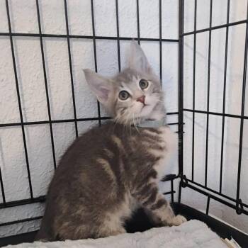 Sloth -  Domestic Short Hair Cat for Adoption in Parkersburg, West Virginia - Sloth | PetCurious
