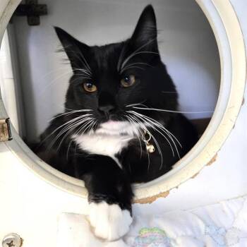 Domestic Short Hair Cats Available for Adoption - BUSTER | PetCurious