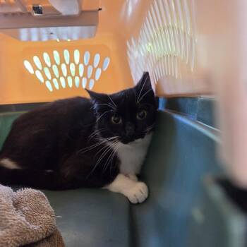 Topaz-WC -  Domestic Short Hair Cat Available for Adoption in Walker, Michigan - Topaz-WC | PetCurious
