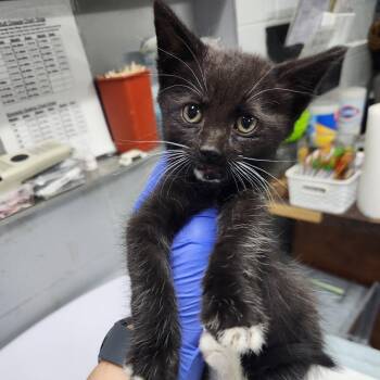 Marco -  Domestic Short Hair Cat for Adoption in Summerville, South Carolina - Marco | PetCurious