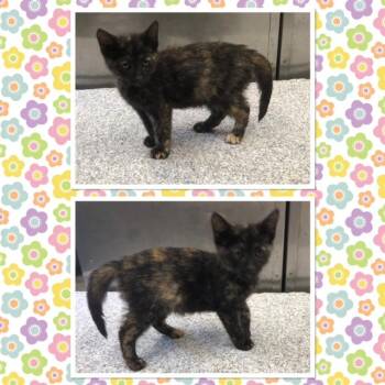 TATOR TOT -  Domestic Short Hair Cat for Adoption in Buckhannon, West Virginia - TATOR TOT | PetCurious