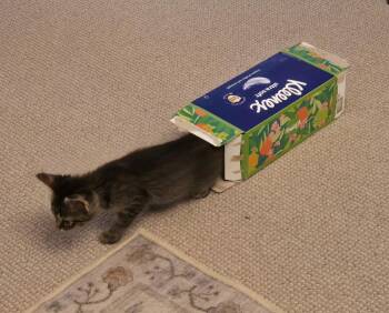 Domestic Short Hair Cats Available for Adoption in Livonia, Michigan - C318 Litter Lucy | PetCurious