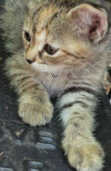 Domestic Short Hair Cats Available for Adoption in Greenville, North Carolina - Simba | PetCurious