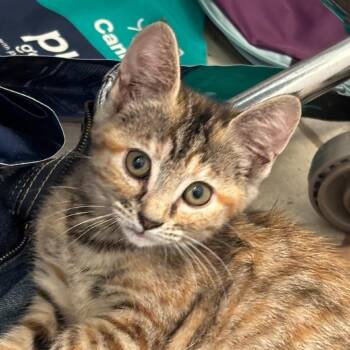JENNY -  Domestic Short Hair Cat for Adoption in Kyle, Texas - JENNY | PetCurious