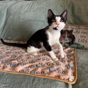 Rescue Domestic Short Hair Cats for Adoption in Boca Raton, Florida - Romeo & Dobby BONDED | PetCurious