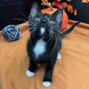 Rescue Tuxedo and Domestic Short Hair Cats for Adoption in Fayetteville, Georgia - Zion | PetCurious